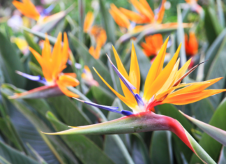 Bird Of Paradise: Strelitzia Reginae Propagation Bird Of Paradise