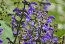 Black And Blue Salvia: 1 Spectacular Salvia Plus Lady In Red Salvia Black And Blue Salvia