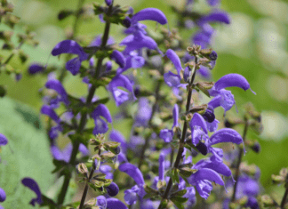 Black And Blue Salvia: 1 Spectacular Salvia Plus Lady In Red Salvia Black And Blue Salvia