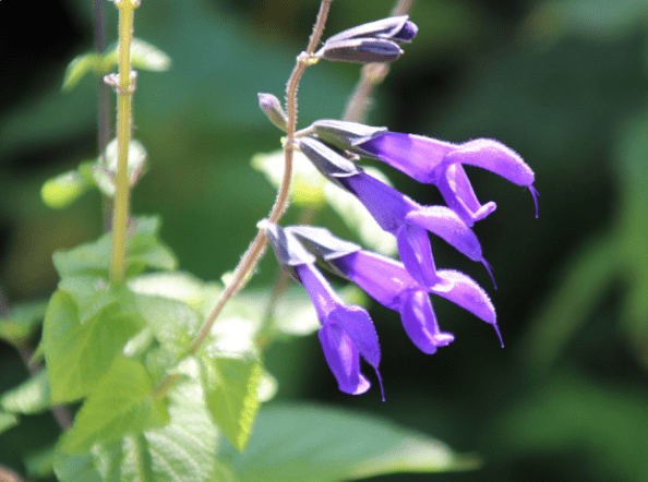Black And Blue Salvia - Salvia guaranitica