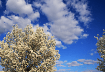 Bradford Pear Tree: How To Get Rid Off Bradford Pear Tree Once and For All Bradford Pear Tree