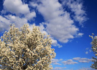 Bradford Pear Tree: How To Get Rid Off Bradford Pear Tree Once and For All Bradford Pear Tree