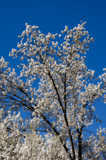 Bradford Pear Tree Blooms