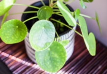Chinese Money Plant: 4 Easy Houseplants To Propagate Chinese money plant