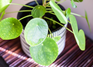 Chinese Money Plant: 4 Easy Houseplants To Propagate Chinese money plant
