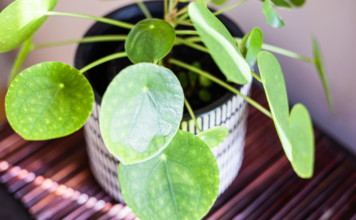Chinese Money Plant: 4 Easy Houseplants To Propagate Chinese money plant