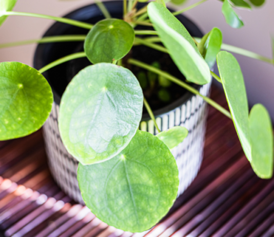 Chinese Money Plant: 4 Easy Houseplants To Propagate Chinese money plant