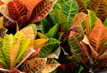 Codiaeum: 1 Colorful Favorite Of The Tropics Codiaeum