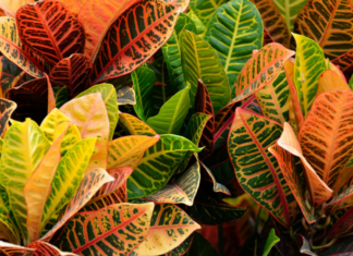 Codiaeum: 1 Colorful Favorite Of The Tropics Codiaeum