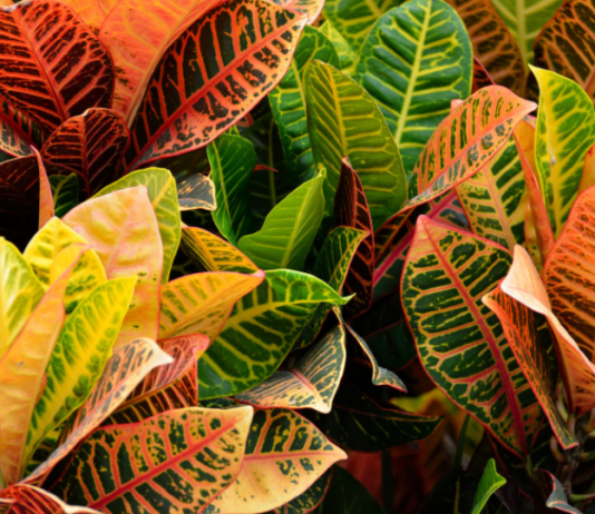 Codiaeum: 1 Colorful Favorite Of The Tropics Codiaeum
