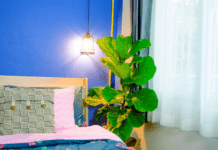 Fiddle-Leaf Fig Plant: 8 Great Tips You Can’t Afford To Miss Fiddle-Leaf Fig