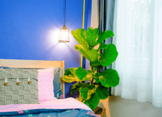 Fiddle-Leaf Fig Plant: 8 Great Tips You Can’t Afford To Miss Fiddle-Leaf Fig
