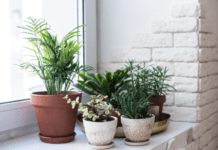 Popular Houseplants: Strategies For Beginners Houseplants