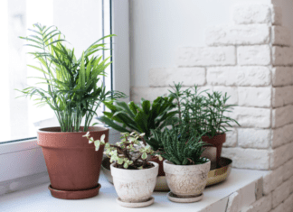 Popular Houseplants: Strategies For Beginners Houseplants