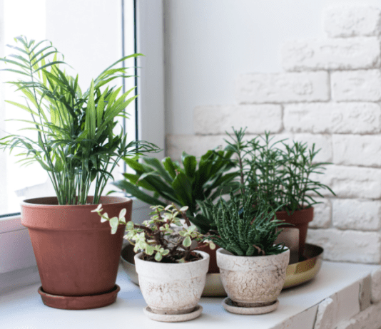 Popular Houseplants: Strategies For Beginners Houseplants