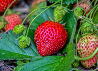 How To Grow Your Own Strawberries How To Grow Your Own Strawberries