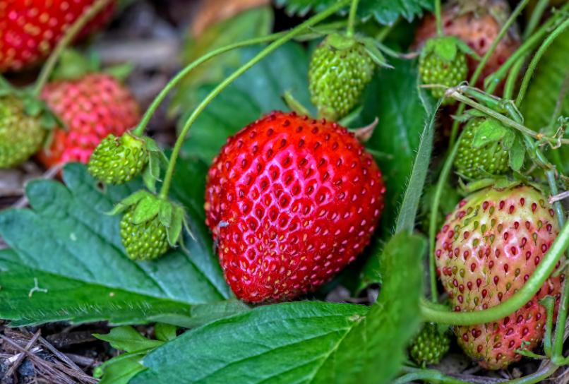 How To Grow Your Own Strawberries