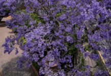 Jacaranda Tree Growing: How Fast Does Jacaranda Tree Grow Jacaranda Trees