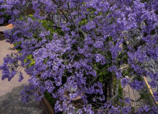 Jacaranda Tree Growing: How Fast Does Jacaranda Tree Grow Jacaranda Trees