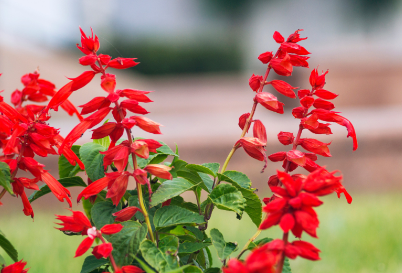 Lady In Red Salvia Salvia Coccinea