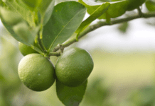 How To Grow A Lime Tree From Seeds Lime Tree