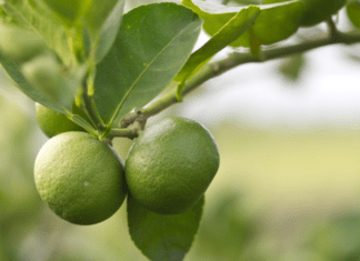 How To Grow A Lime Tree From Seeds Lime Tree