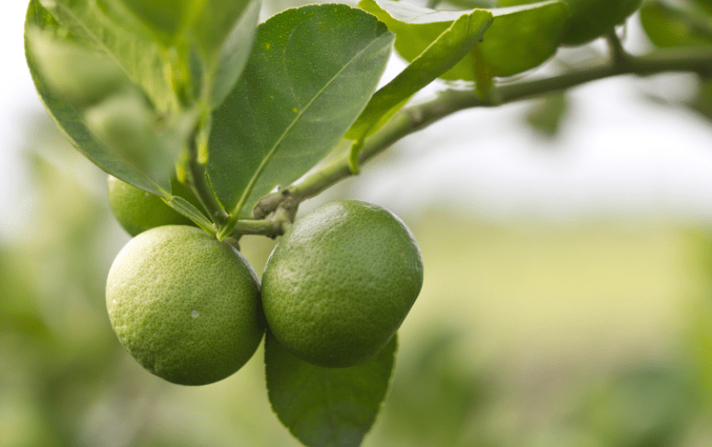 How To Grow A Lime Tree