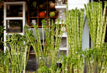 Lucky Bamboo: 3 Secrets To Lucky Bamboo Use Lucky Bamboo