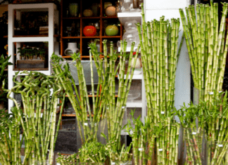 Lucky Bamboo: 3 Secrets To Lucky Bamboo Use Lucky Bamboo