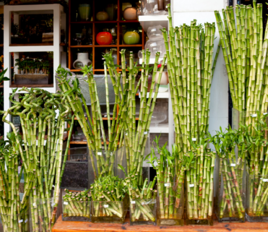 Lucky Bamboo: 3 Secrets To Lucky Bamboo Use Lucky Bamboo