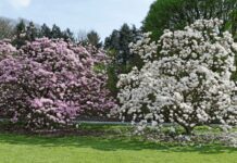 5 Magnificent Magnolia Trees You Should Own Magnolia Trees
