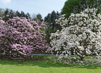 5 Magnificent Magnolia Trees You Should Own Magnolia Trees
