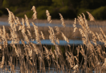 Pampas Grass Obsession Is Becoming Detrimental To Our Environment Pampas grass
