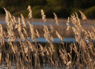 Pampas Grass Obsession Is Becoming Detrimental To Our Environment Pampas grass