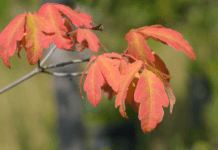 Paperbark Maple (Acer griseum): A Perfect Small Tree Paperback Maple