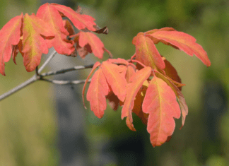 Paperbark Maple (Acer griseum): A Perfect Small Tree Paperback Maple
