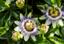 Passiflora Caerulea: The Most Common Outdoor Passionflower Passiflora caerulea