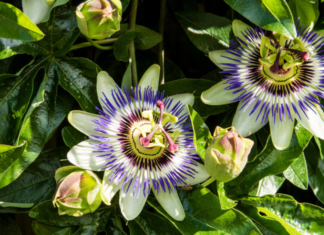 Passiflora Caerulea: The Most Common Outdoor Passionflower Passiflora caerulea