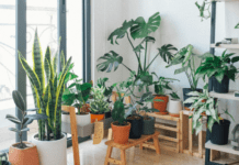 Plant Stand Indoors: 3 Great Indoor Plant Stands Plant Stand Indoors