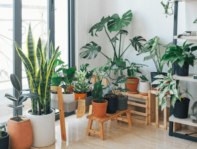 Plant Stand Indoors
