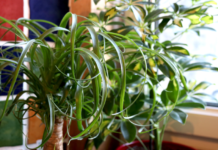 The Truth About Ponytail Palm In 3 Minutes Ponytail Palms