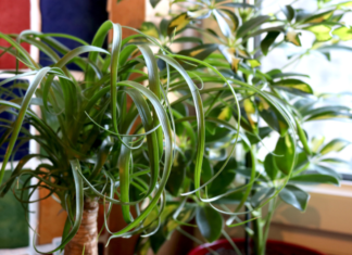 The Truth About Ponytail Palm In 3 Minutes Ponytail Palms