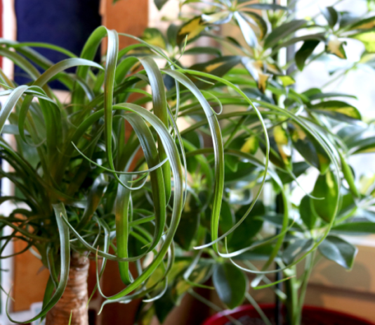 The Truth About Ponytail Palm In 3 Minutes Ponytail Palms