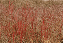 Red Twig Dogwood: 1 Transitory shrub With A Simple Form Red Twig Dogwood