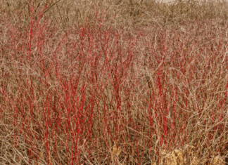Red Twig Dogwood: 1 Transitory shrub With A Simple Form Red Twig Dogwood