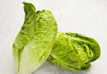 Growing Romaine Lettuce: It Is Good For A Novice Gardener Romaine Lettuce