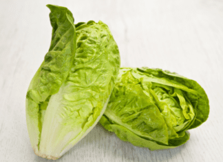 Growing Romaine Lettuce: It Is Good For A Novice Gardener Romaine Lettuce