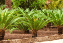 Sago Palm: Making Sure A Sago Palm Will Thrive Sago Palm