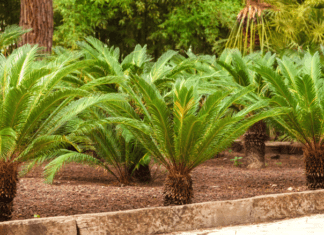 Sago Palm: Making Sure A Sago Palm Will Thrive Sago Palm