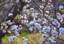 The Secret of Small Flowering Trees: 8 Amazing Small Trees Small flowering trees